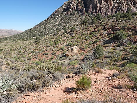 SMYC Trail