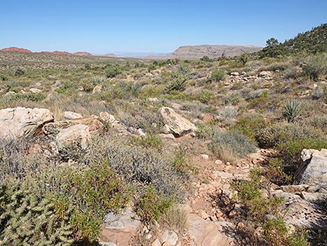 SMYC Trail