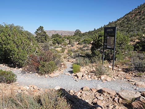 SMYC Trail
