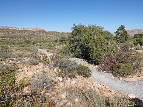 SMYC Trail