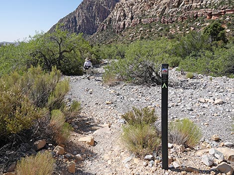 SMYC Trail
