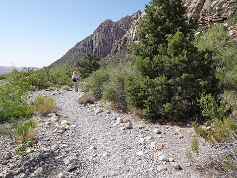 SMYC Trail