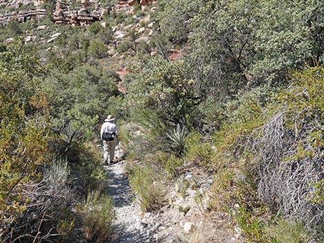 SMYC Trail