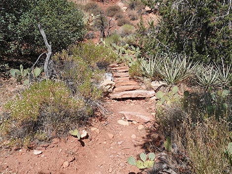 SMYC Trail