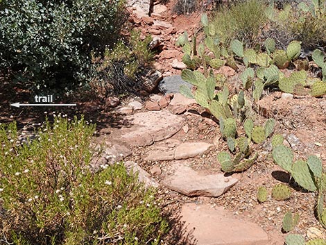 SMYC Trail