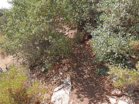 SMYC Trail