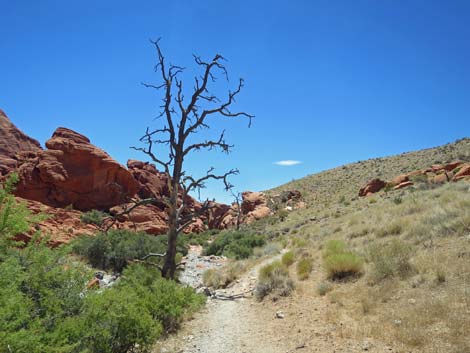 Calico Hills Trail - Sandstone Quarry to Calico 1