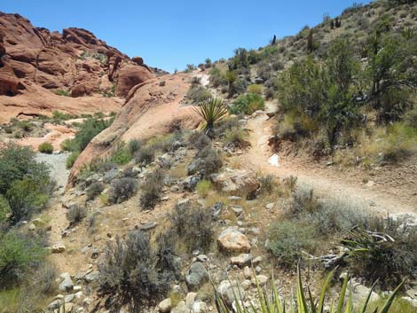 Calico Hills Trail - Sandstone Quarry to Calico 1