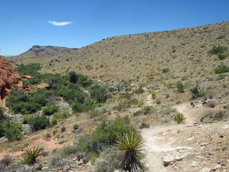 Calico Hills Trail - Sandstone Quarry to Calico 1