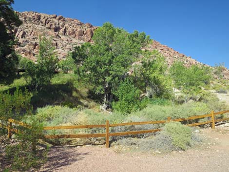 Red Spring Boardwalk