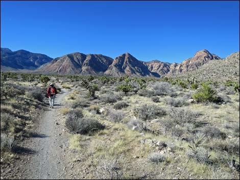 Cottonwood Valley Springs Loop Trail