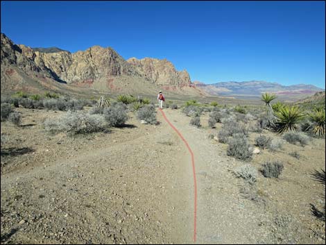 Cottonwood Valley Springs Loop Trail