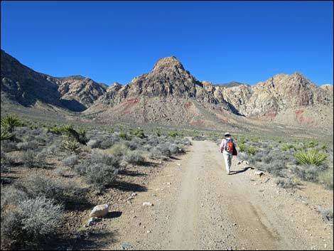 Cottonwood Valley Springs Loop Trail