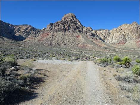 Cottonwood Valley Springs Loop Trail