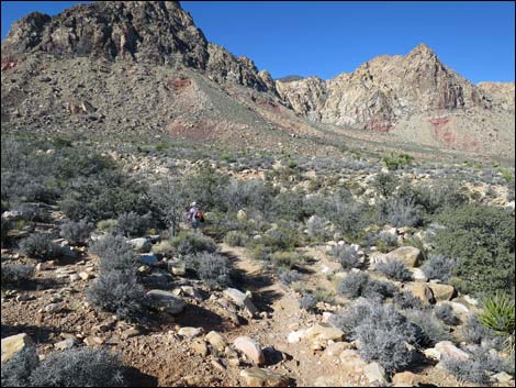 Cottonwood Valley Springs Loop Trail