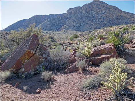 Cottonwood Valley Springs Loop Trail