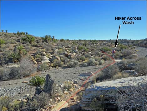 Cottonwood Valley Springs Loop Trail