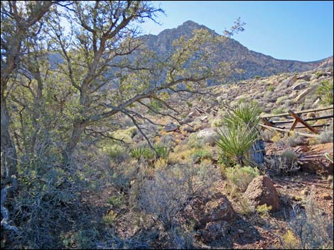 Cottonwood Valley Springs Loop Trail