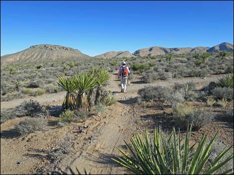 Cottonwood Valley Springs Loop Trail