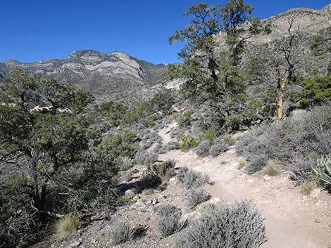 White Rock Loop Trail