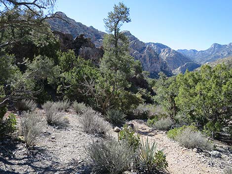 White Rock Loop Trail