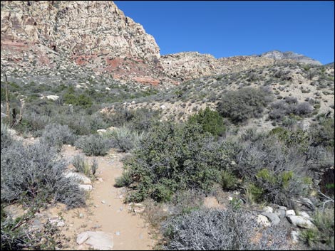 White Rock Loop Trail