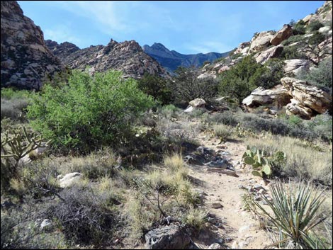 Willow Springs Loop Trail