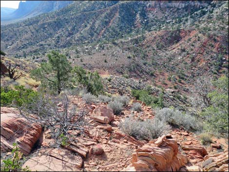 Wilson's Pimple Peak Trail