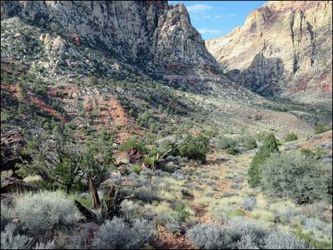 Wilson's Pimple Peak Trail