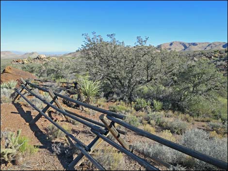 Wooden Fence Spring