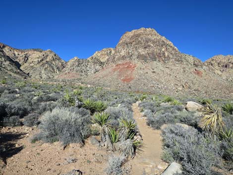 Wooden Fence Spring Trail