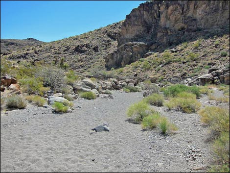 Sloan Canyon BLM 100 Trail