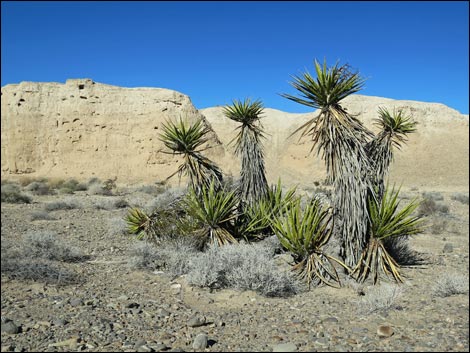 Tule Springs