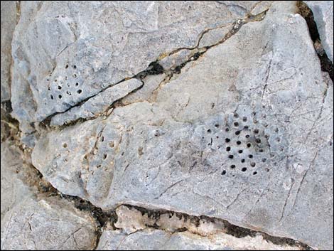 Fossil Coral