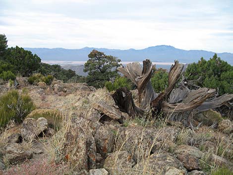 McCullough Mountain Ridges Route