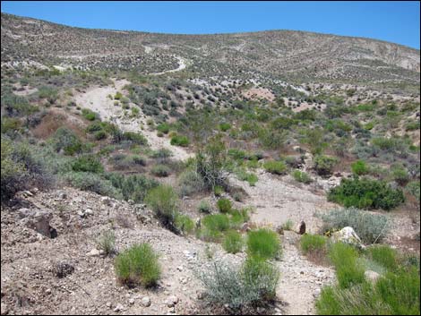 Hidden Valley East Trail