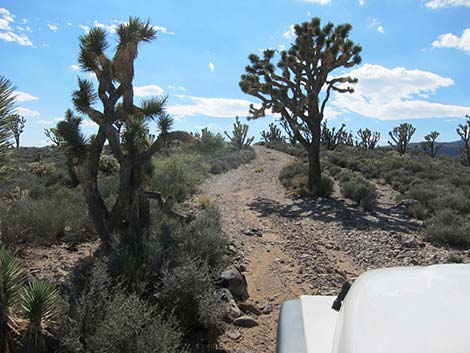 Pine Spring Road, South Fork