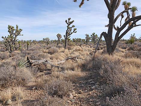 El Dorado Wagon Road Trail