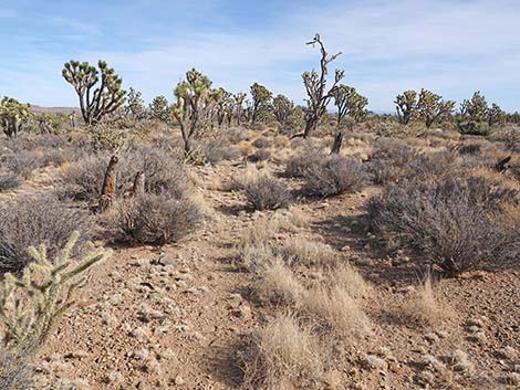 El Dorado Wagon Road Trail