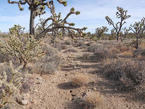 El Dorado Wagon Road Trail