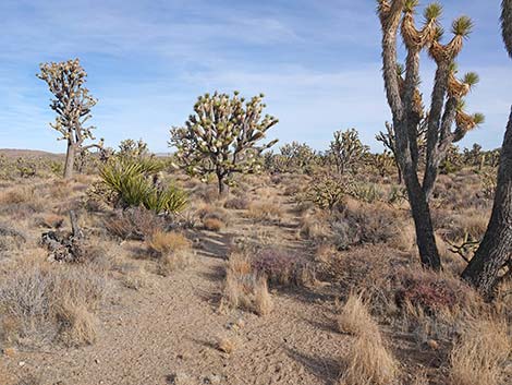 El Dorado Wagon Road Trail