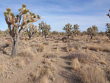 El Dorado Wagon Road Trail