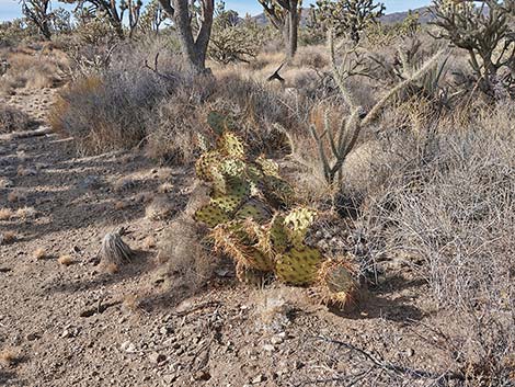 El Dorado Wagon Road Trail