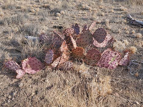 El Dorado Wagon Road Trail