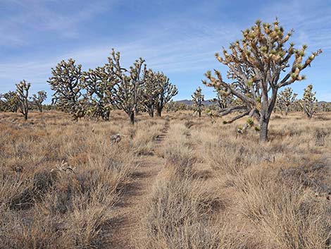 El Dorado Wagon Road Trail