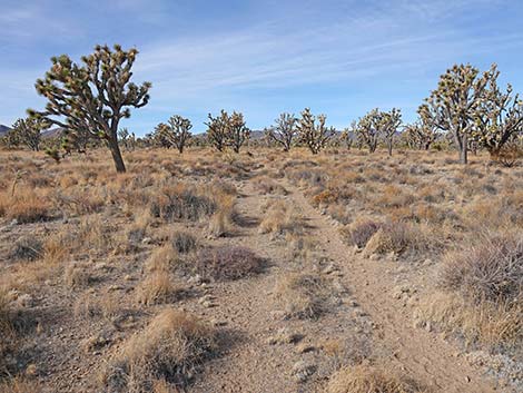 El Dorado Wagon Road Trail