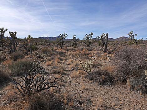 El Dorado Wagon Road Trail