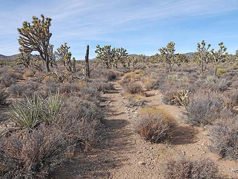 El Dorado Wagon Road Trail