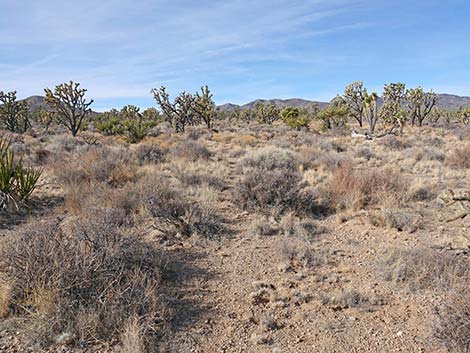 El Dorado Wagon Road Trail