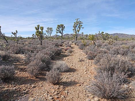 El Dorado Wagon Road Trail